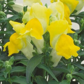 Yellow Floral Showers, (F1) Snapdragon Seeds